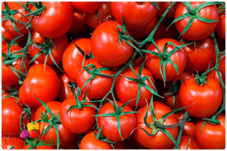 помидоры овощи