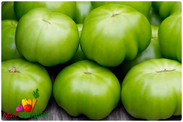 зелёные томаты