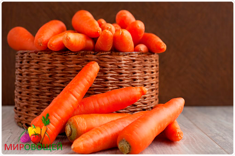 морковь овощ