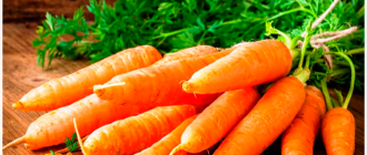 плод моркови