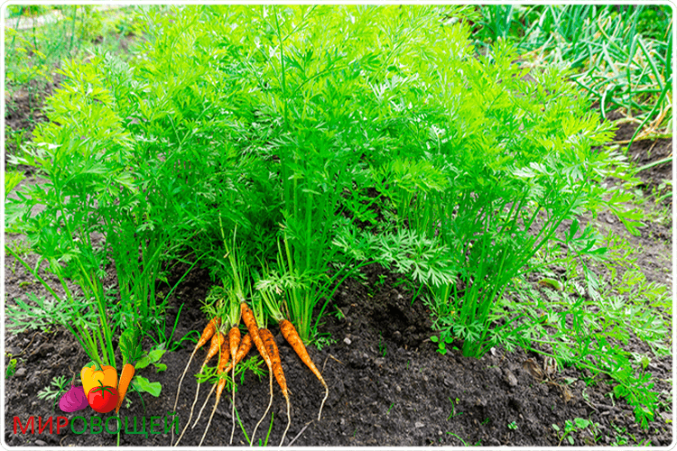 цветки моркови