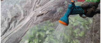 как поливать редис
